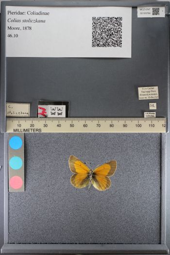 Media type: image;   Entomology 193764